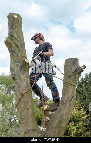 Baumzüchter oder Baum Chirurg Kontrolle einen Baum Stamm vor dem Schneiden. Stockfoto