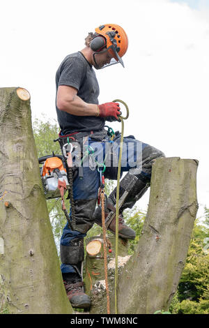 Baumzüchter oder Baum Chirurg binden Sicherungsseil während auf einen Baum. Stockfoto