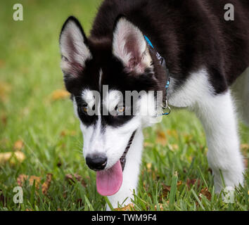 Husky Welpen draußen im Gras mit Blumen Stockfoto