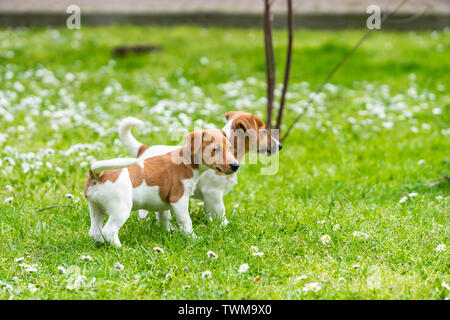 Zwei Jack Russell Terrier spielen. Zwei wunderschöne Jack Russell Welpen Stockfoto