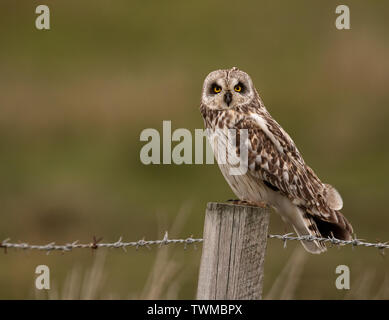 Eine wilde Short Eared Owl (Asio Flammeus) auf hölzernen Zaun Pfosten thront, North Uist, Äußere Hebriden, Schottland Stockfoto