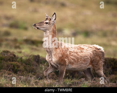 Hind Red Deer (Cervus elaphus) mit Sommer Mantel auf North Uist Moorland, Äußere Hebriden, Schottland Stockfoto