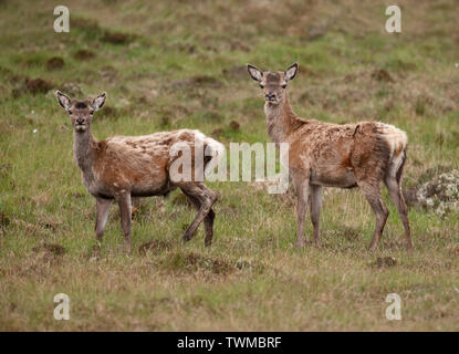 Paar Roter Hirsch hinds (Cervus elaphus) mit Sommer Mantel auf North Uist Moorland, Äußere Hebriden, Schottland Stockfoto