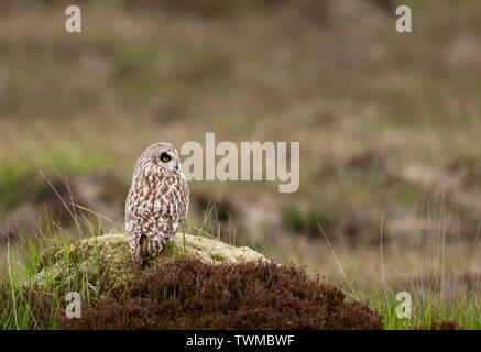 Eine wilde Short Eared Owl (Asio Flammeus) oben auf dem Hügel thront, North Uist, Äußere Hebriden, Schottland Stockfoto