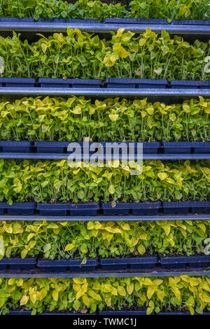 Pflanzliche Töpfe bereit für die Anpflanzung von Reminicent der vertikalen Landwirtschaft und grüne Architektur Stockfoto