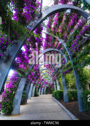 Gehweg Bögen mit Bougainvillea Blüten in South Bank Grand Laube, Brisbane, Australien abgedeckt. Stockfoto