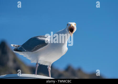 In der Nähe von Erwachsenen Silbermöwe (Larus argentatus) Aufruf, der gerade in die Kamera Stockfoto