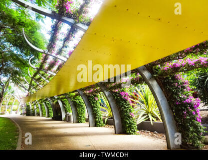 Gehweg Bögen mit Bougainvillea Blüten in South Bank Grand Laube, Brisbane, Australien abgedeckt. Stockfoto