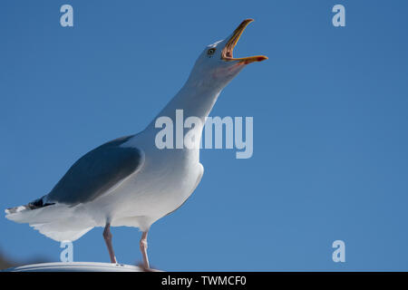 In der Nähe von Erwachsenen Silbermöwe (Larus argentatus) Aufrufen auf der rechten Seite Stockfoto