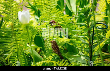 Zwei Spatzen am pulsierenden grünen Laub Hintergrund. Sonniger Frühlingstag im Bryant Park, New York City. Stockfoto