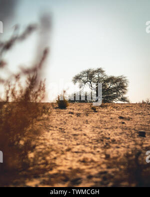 Baum des Lebens Bahrain Stockfoto