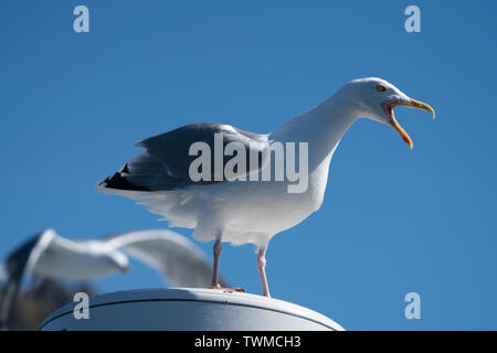 In der Nähe von Erwachsenen Silbermöwe (Larus argentatus) Aufrufen auf der rechten Seite Stockfoto