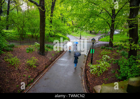 Regen im Central Park, New York City. Frauen, die in einem Pfad gehen, Sonnenschirme, Feder frischen baum laub Stockfoto