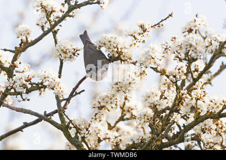 Eurasischen Mönchsgrasmücke Sylvia atricapilla Männlichen im Blackthorn Blüte im Frühjahr North Norfolk Stockfoto