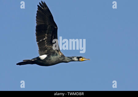 Kormoran Phalacrocorax carbo nach Zucht im Flug North Norfolk Feder Stockfoto