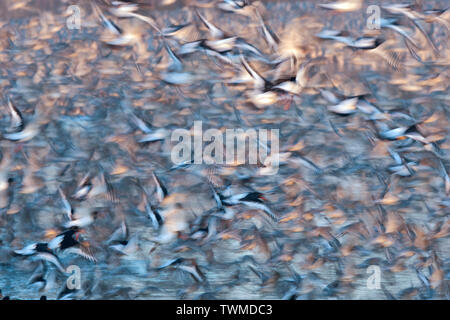 Rote Knoten Calidris Canutus und Austernfischer verlassen Flut an Snettisham RSPB Reservat die Wäsche Norfolk November roost Stockfoto