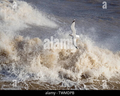 Sturmmöwe Larus canus Fliegen über raue See North Norfolk Januar Stockfoto