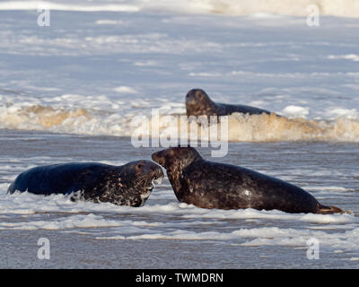 Die Kegelrobbe Halichoerus grypus in surf North Norfolk Januar Stockfoto