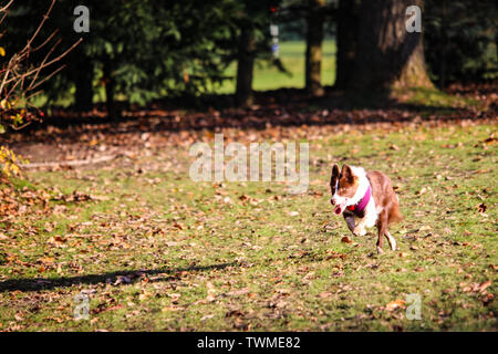 Border Collie laufen Stockfoto