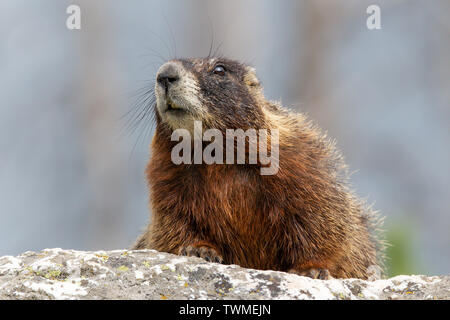 Ein yellow-bellied Murmeltier (Marmota flaviventris) Uhren Wanderer auf der Jenny Lake Trail im Grand Teton National Park, Wyoming, USA. Stockfoto