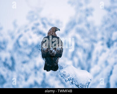 Steinadler Aquila Chrysaetos Nordfinnland Mitte Winter Stockfoto