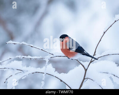 Eurasischen Gimpel Pyrrhula pyrrhula Männlichen im Schnee Stockfoto