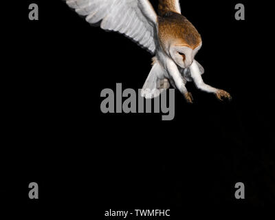 Schleiereule Tyto alba (Wild) North Norfolk winter Stockfoto