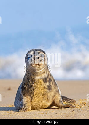Kegelrobbe Halichoerus grypus pup Horsey Norfolk. Stockfoto