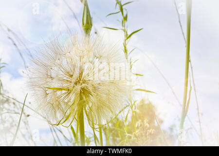 Blume ähnlich wie ein Löwenzahn - Wiese Schwarzwurzeln (gemeinsame Namen Jack - im Bett - an - 12.00 Uhr, Wiese, Schwarzwurzeln, auffällige Ziegenkäse - Bart oder Wiese Ziege - Bart). Tragopog Stockfoto