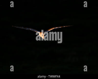 Schleiereule jagt über einer Wiese in der Nähe von Holt North Norfolk in warmen Frühling wie Wetter GROSSBRITANNIEN Stockfoto