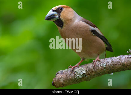 Männliche hawfinch thront auf einem trockenen Flechten bedeckt Niederlassung im Wald Stockfoto