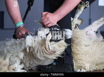 Ein junger Landwirt während einer schafschur Wettbewerb an der Royal Highland Show in Ingliston in Edinburgh statt. Stockfoto