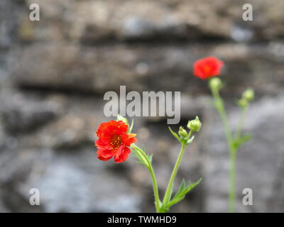 Nahaufnahme von einem roten Geum chiloense/Geum quellyon/Avens vor einer Mauer aus Stein Stockfoto