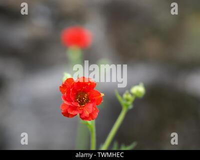 Nahaufnahme von einem roten Geum chiloense/Geum quellyon/Avens vor einer Mauer aus Stein Stockfoto