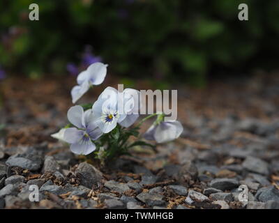 Nahaufnahme eines kleinen gehörnten Veilchen (Viola cornuta) auf einem Kies Boden Stockfoto