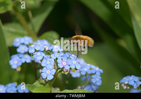 Bombylius Major, große Bienenfliege, großer Wollschweber, Fütterung von Blumen Stockfoto