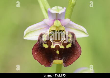 Ophrys Holoserica, Spätspinnen-Orchidee, Hummel-Ragwurz Stockfoto