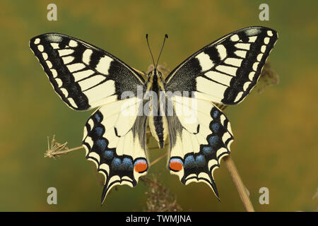 Papilio machaon, Schwalbenschwanz Stockfoto