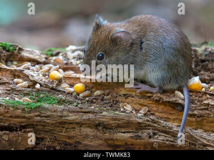 Bank vole isst Hühneraugen und andere Lebensmittel im Alter von trockenen Zweig auf Waldboden Stockfoto