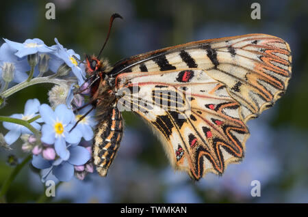 Zerynthia polyxena, südlicher Festoon, Osterluzeifalter Stockfoto