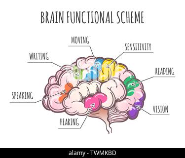 Funktionsbereiche des menschlichen Gehirns. Bereiche Zuordnung in der Seitenansicht des Großhirns. Vector Illustration Stock Vektor