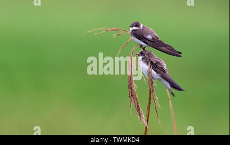 Paar Sand Martins thront auf einem Reed mace Stiele im Spätsommer Stockfoto