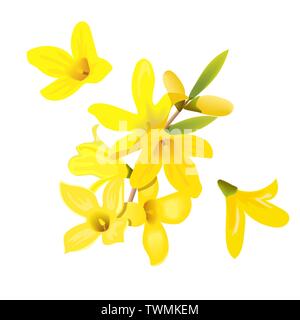 Forsythia suspensa Blumen und Blüten. Karte Vorlage. Blüte Gelb Frühling Baum. Golden Bell, Blumen Boxen. Vector Illustration. Für pri Stock Vektor