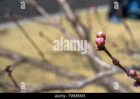 Kirschblüten wurden fertig, voll Blüte, wenn ich Kaiserlichen Gärten im März 2019 besucht. Stockfoto