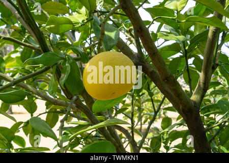 Wir brauchten eine Weile, um herauszufinden, was diese beeindruckenden Zitrusgewächse waren. Es stellte sich heraus, riesige Pomelos werden. Stockfoto