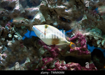 Foto von exklusiven Aquarium Marine fish Close up. Stockfoto