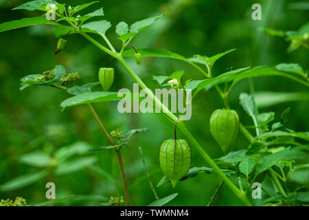 Ernährung Informationen über Rasbhari, Kap Stachelbeeren, oder Goldenen Beeren, Golden Berry, Physalis rubro Heilpflanze Stockfoto