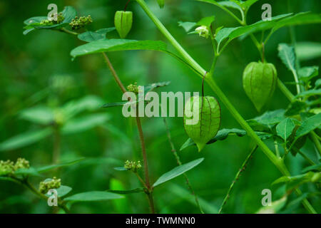 Ernährung Informationen über Rasbhari, Kap Stachelbeeren, oder Goldenen Beeren, Golden Berry, Physalis rubro Heilpflanze Stockfoto