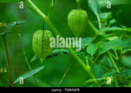 Ernährung Informationen über Rasbhari, Kap Stachelbeeren, oder Goldenen Beeren, Golden Berry, Physalis rubro Heilpflanze Stockfoto