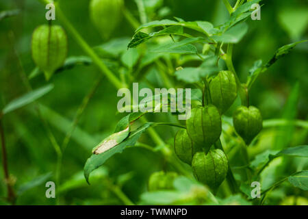 Ernährung Informationen über Rasbhari, Kap Stachelbeeren, oder Goldenen Beeren, Golden Berry, Physalis rubro Heilpflanze Stockfoto